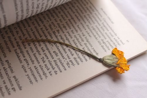 Free A dried flower used as a bookmark on an open book, symbolizing literary beauty. Stock Photo