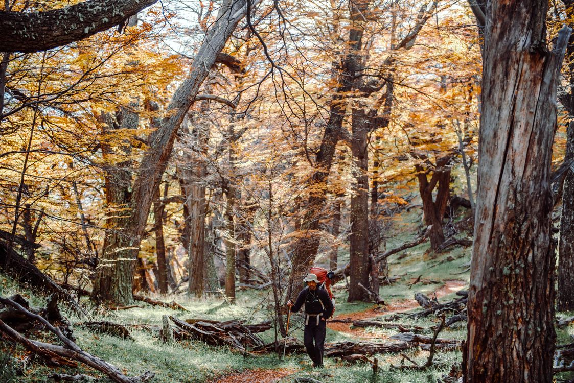 Man Hiking in Forest in Autumn · Free Stock Photo