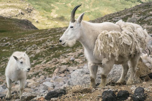 Základová fotografie zdarma na téma fotografie divoké přírody, fotografování zvířat, horské kozy