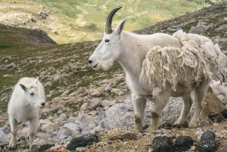 Mountain Goats In Nature