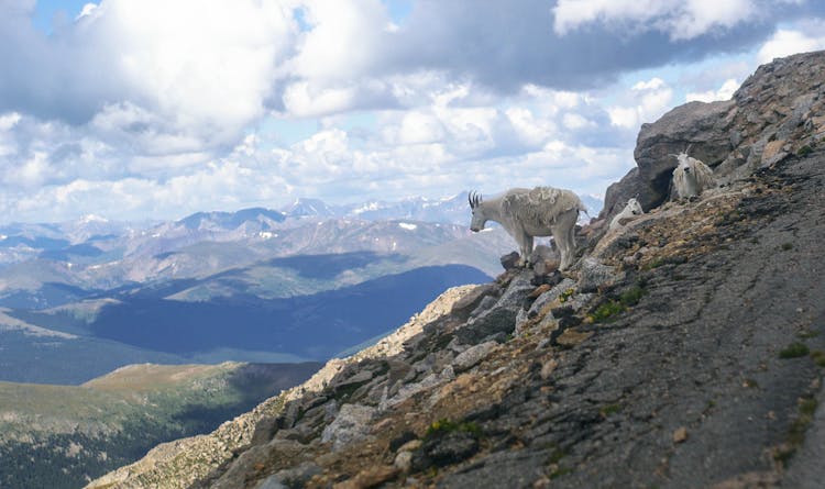 Mountain Goats In Mountains