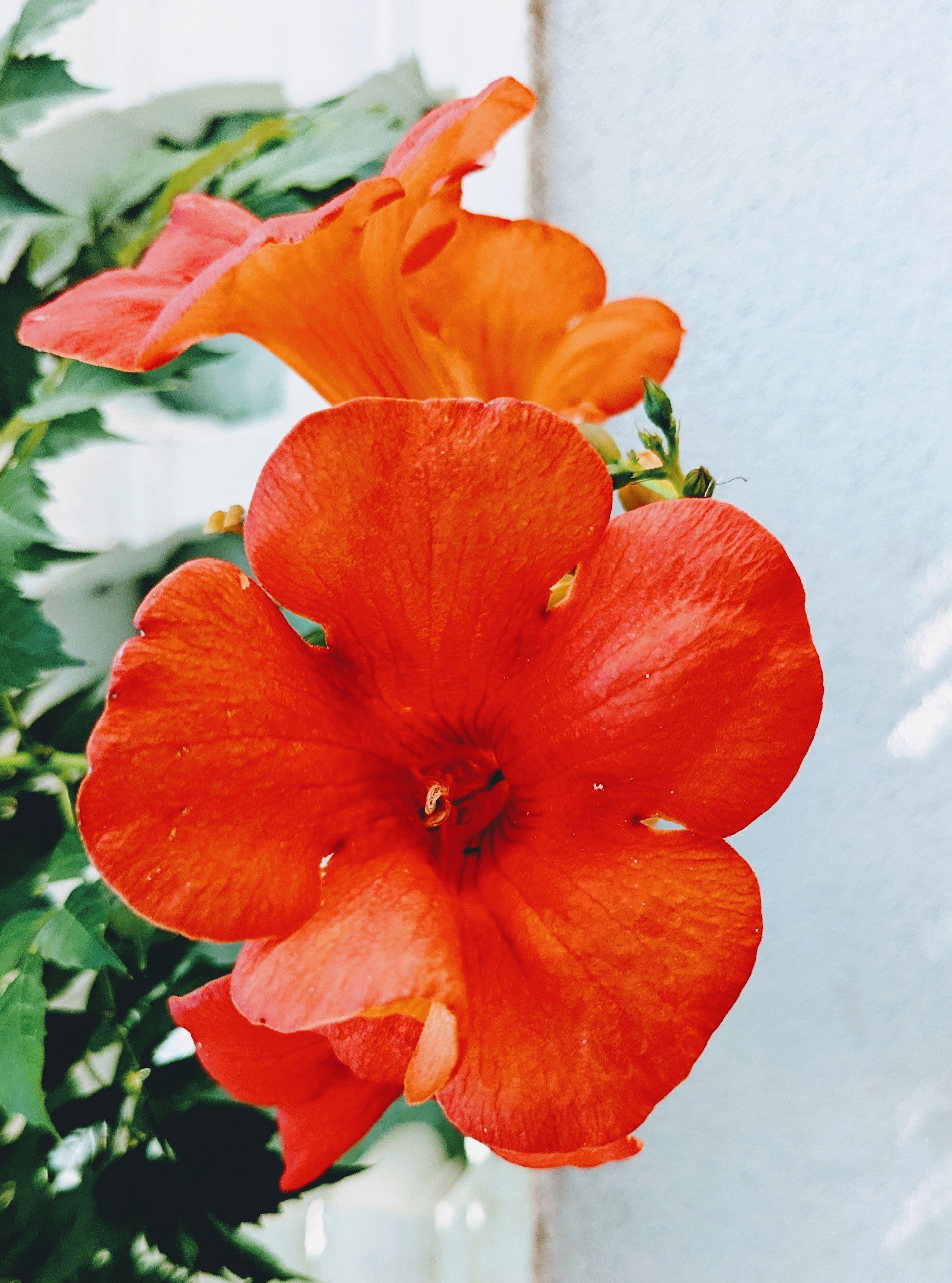 A close up of a red flower with green leaves · Free Stock Photo