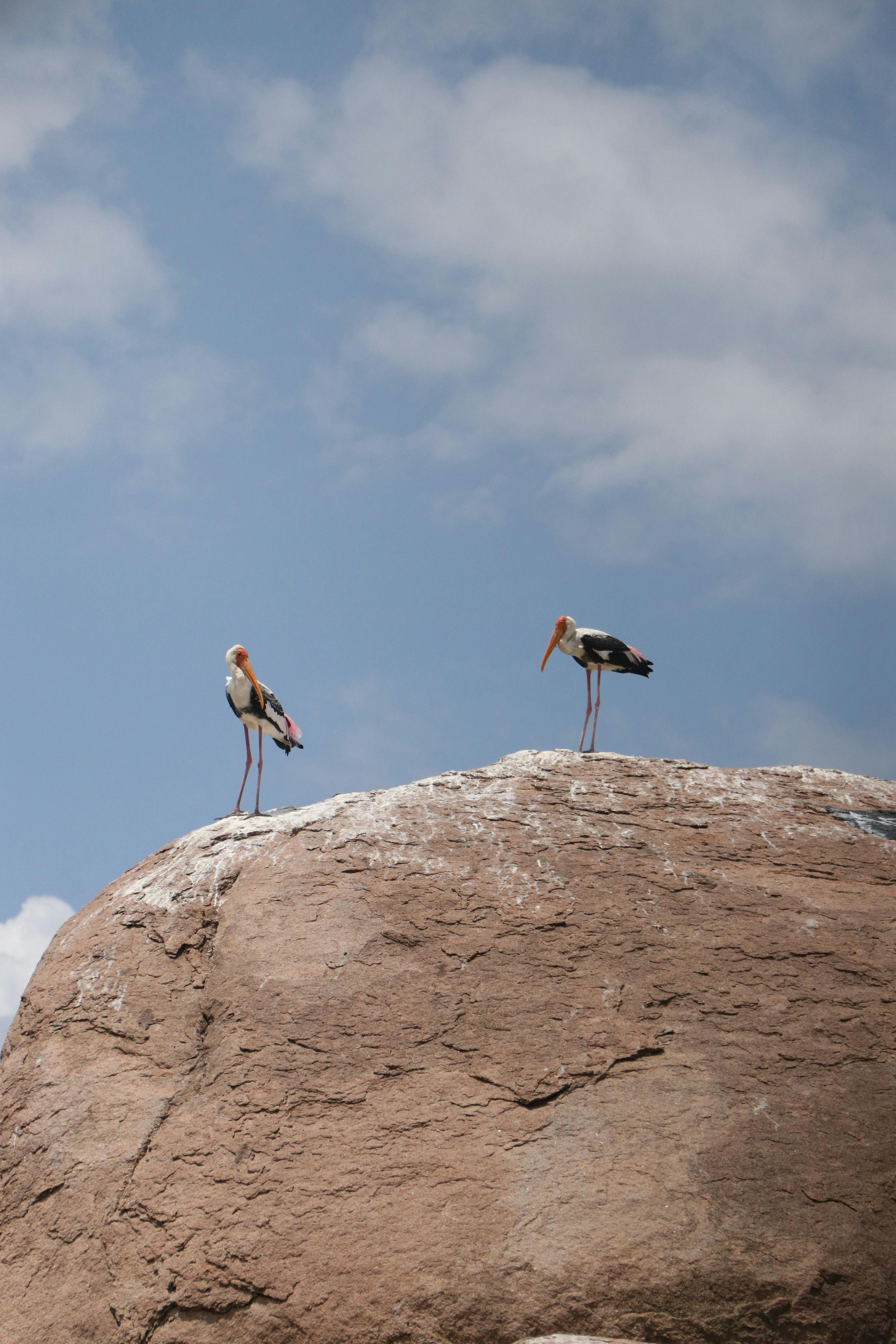 Two painted storks perched on a rocky cliff under a blue sky.