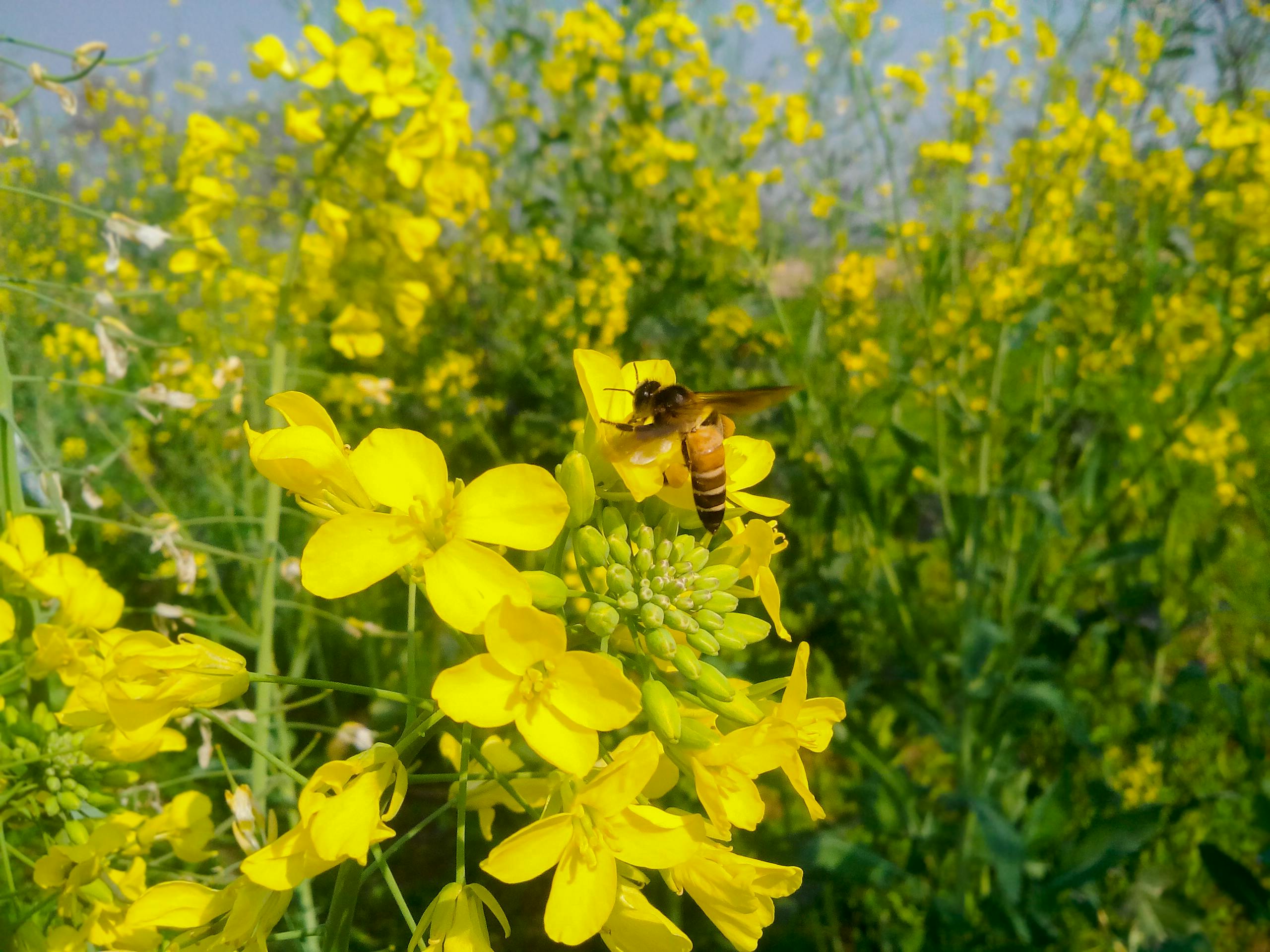 Free stock photo of bee and flower, canola flower, honey bee