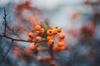 特写镜头捕捉了树枝上充满活力的橙色浆果，背景柔和，描绘出秋季的植物景象