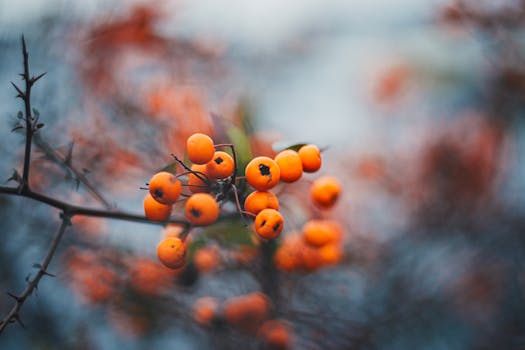 特写镜头捕捉了树枝上充满活力的橙色浆果，背景柔和，描绘出秋季的植物景象