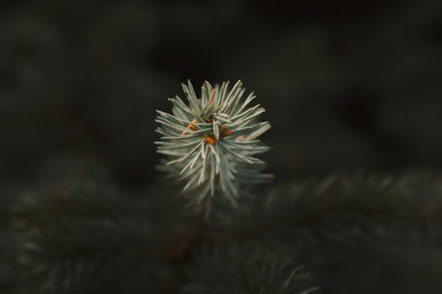 Darmowe zdjęcie z galerii z liście, natura, świeży