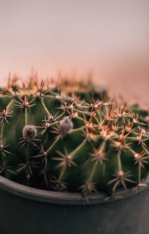 Free Detailed macro shot of cactus with sharp spikes, visible thorns, and green hue in a pot. Stock Photo