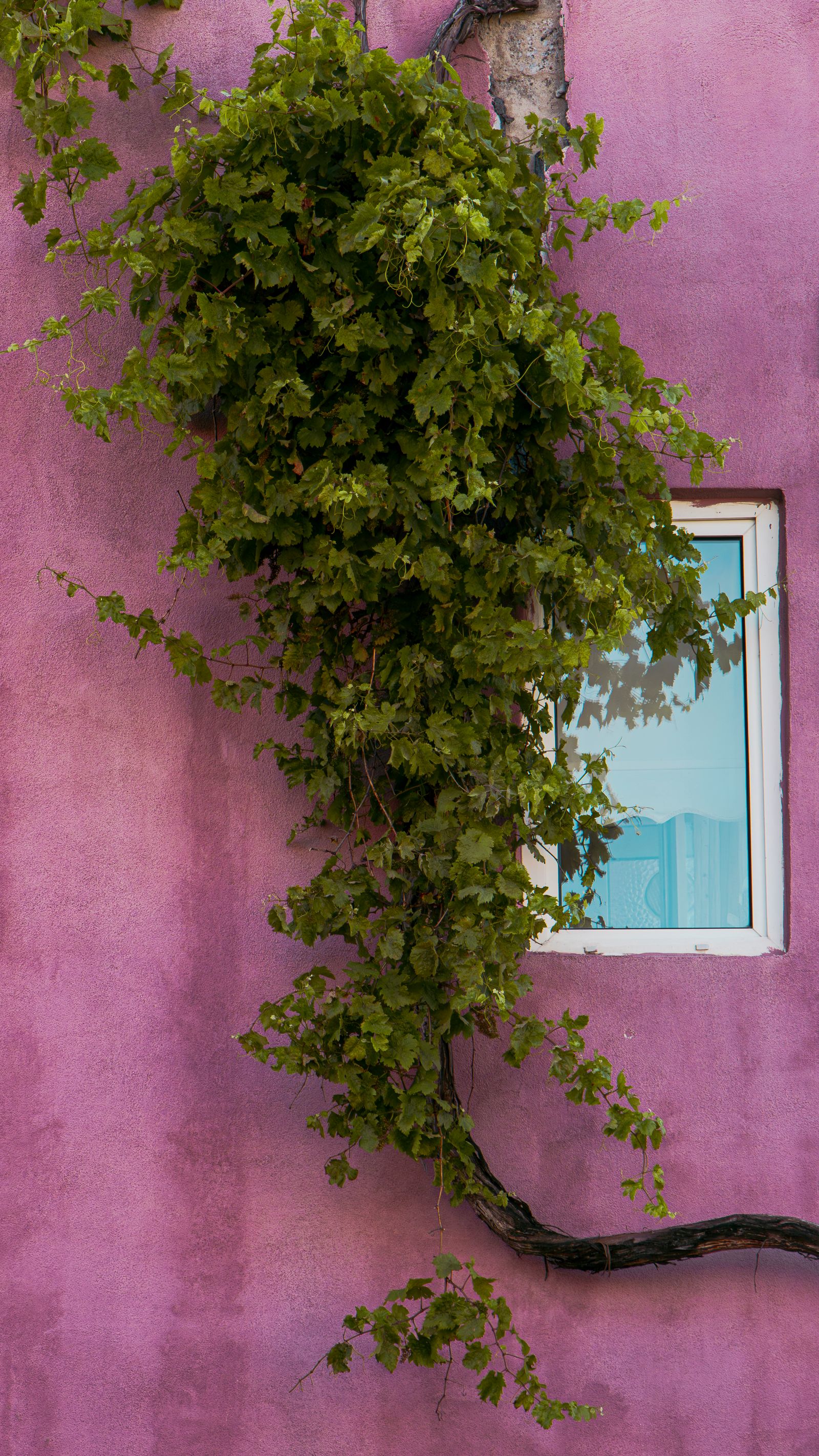 Window On Pink Wall · Free Stock Photo