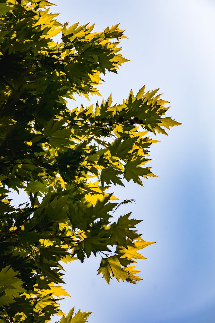 Green Maple Leaves On Tree