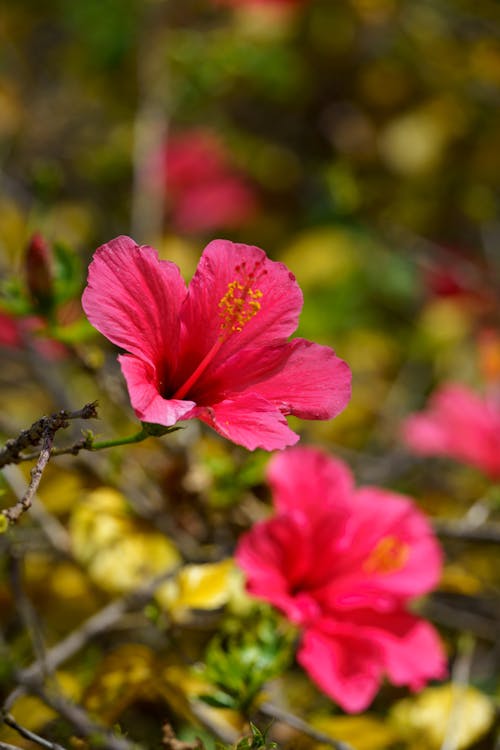 Pink Hibiscus Flowers