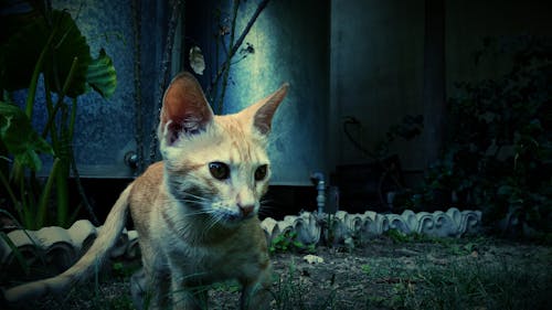 無料 緑の植物の近くのオレンジ色の猫の写真 写真素材