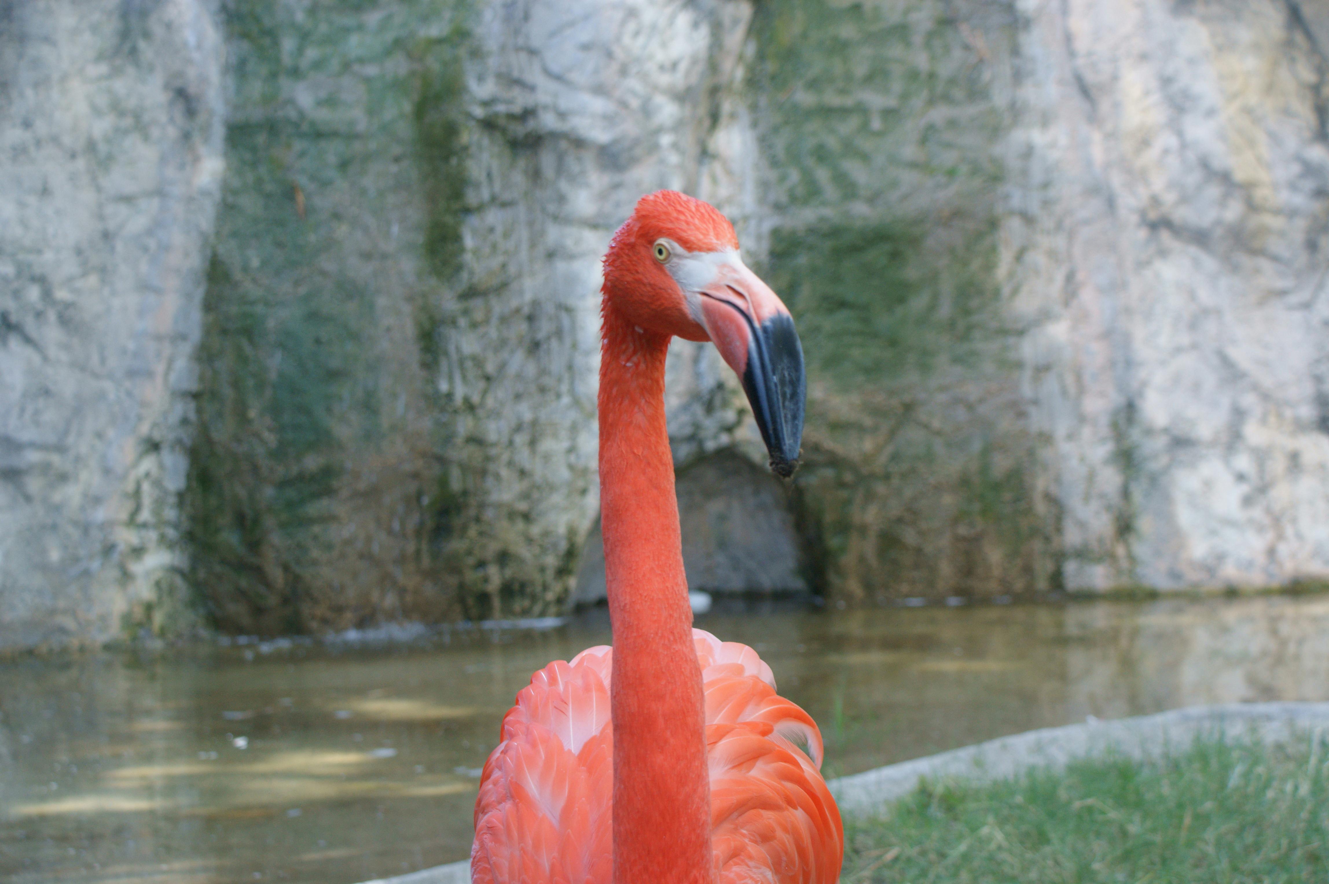 Foto Stok Gratis Tentang Burung Flamingo