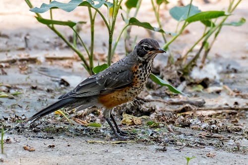 Clsoe-up of an American Robin 