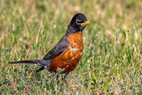 Close-up of a Robin on the Grass