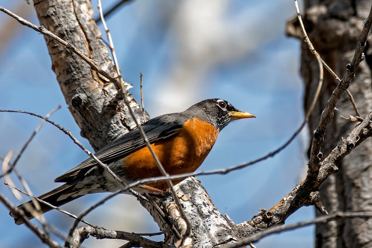 American Robin On Tree