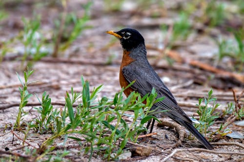 American Robin on Ground