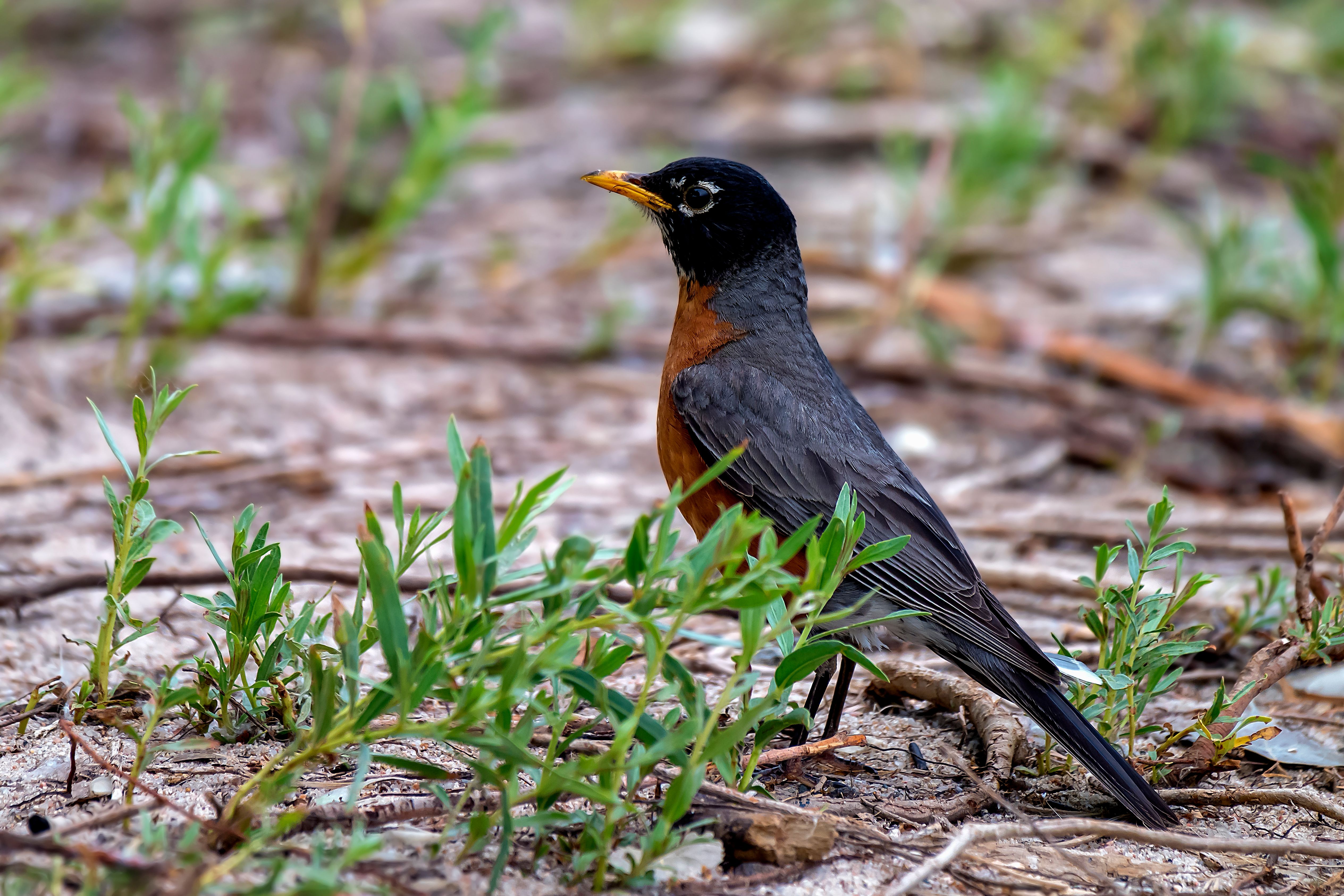American Robin on Ground · Free Stock Photo