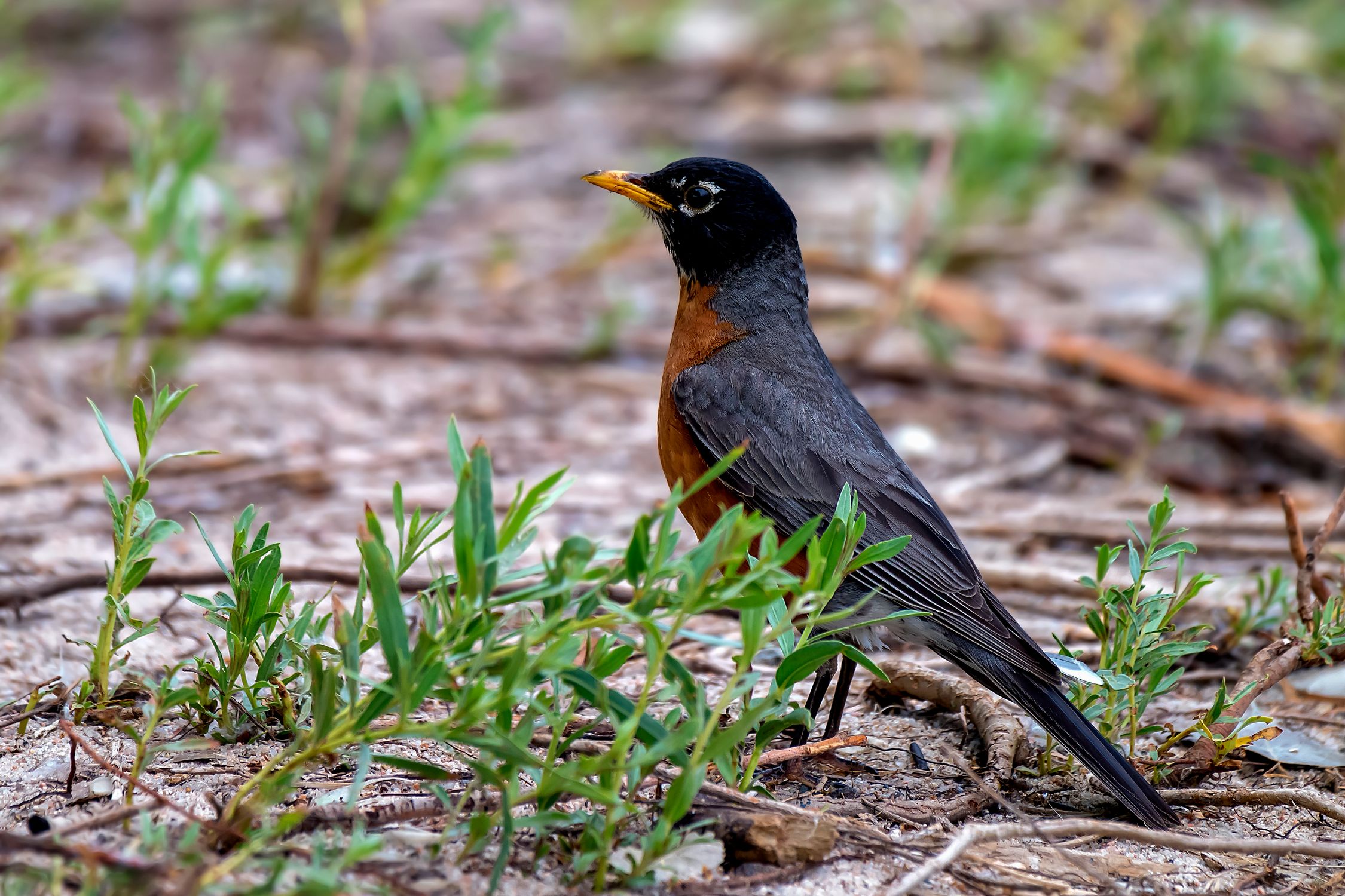 Black Robin Rocking American Robin on Ground · Free Stock Photo