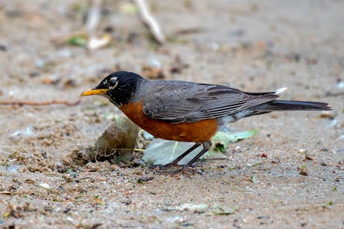 American Robin on Ground