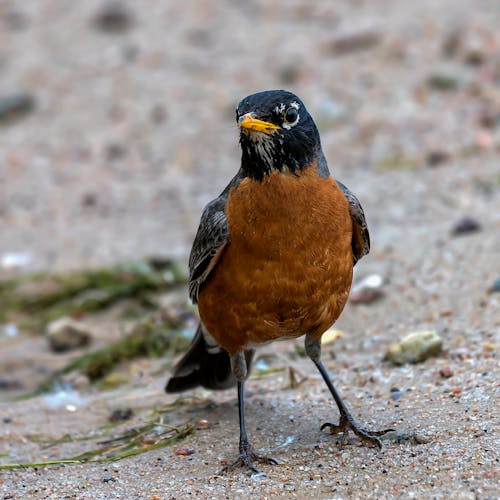 Close up of American Robin