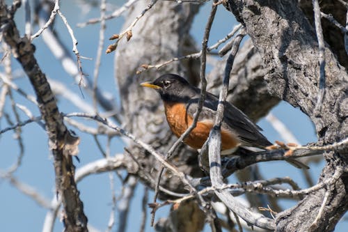 American Robin Bird