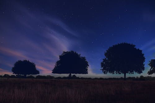 Silhouette D'arbres