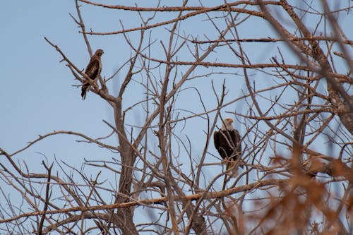 Foto stok gratis bertengger, burung-burung, Elang botak