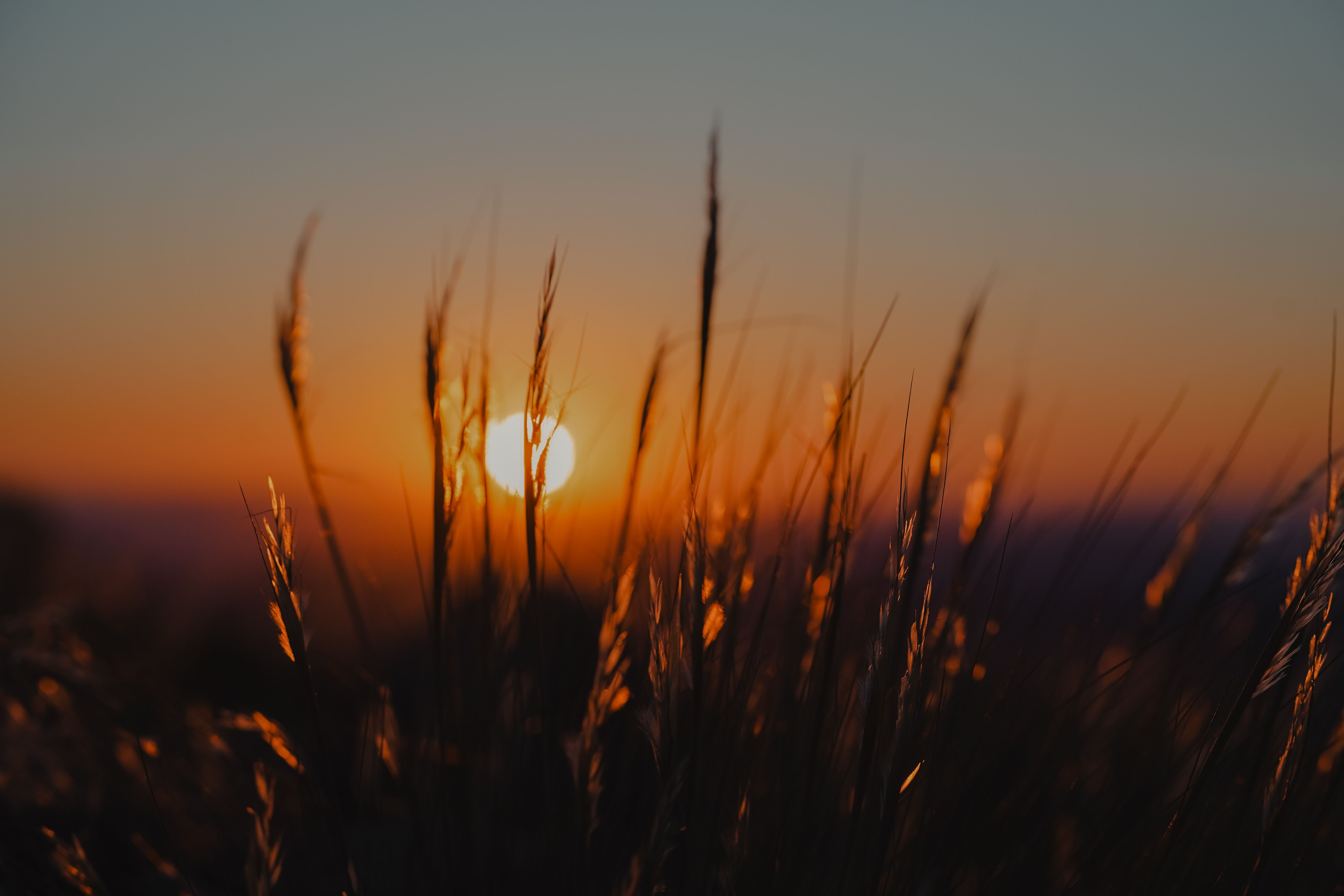 Wild grasses silhouetted against a warm sunset