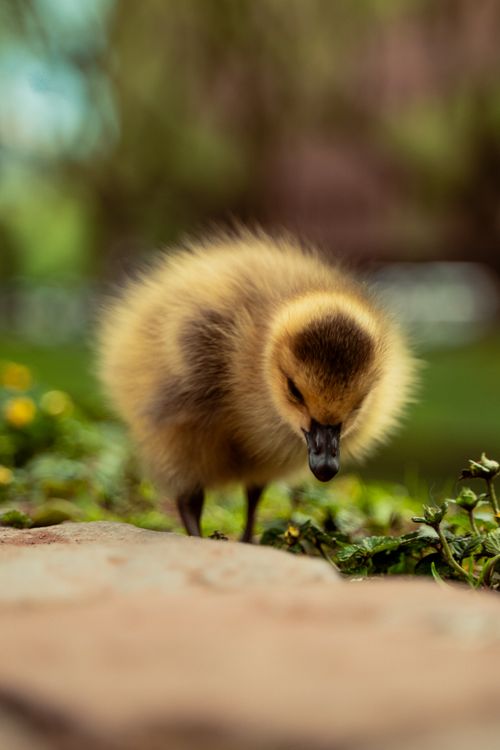 Free Adorable duckling exploring outdoors, surrounded by greenery. Perfect for nature and animal themes. Stock Photo