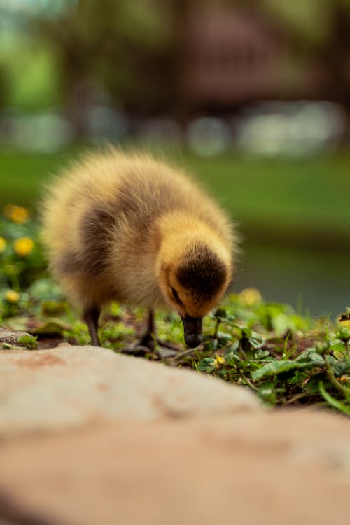 Close up of a Duckling