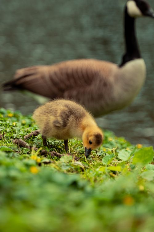 Free Gosling foraging on grass with a Canada Goose in the background - nature and wildlife close-up. Stock Photo