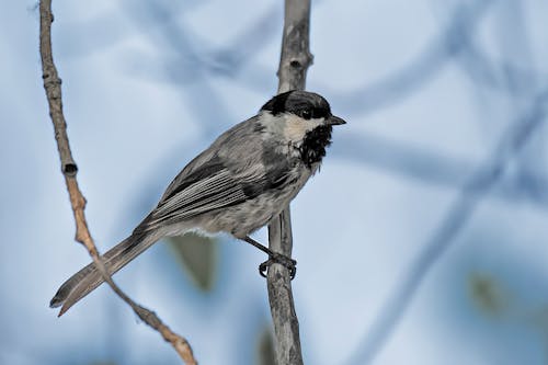 Imagine de stoc gratuită din creangă, focalizare selectivă, fotografie cu animale sălbatice