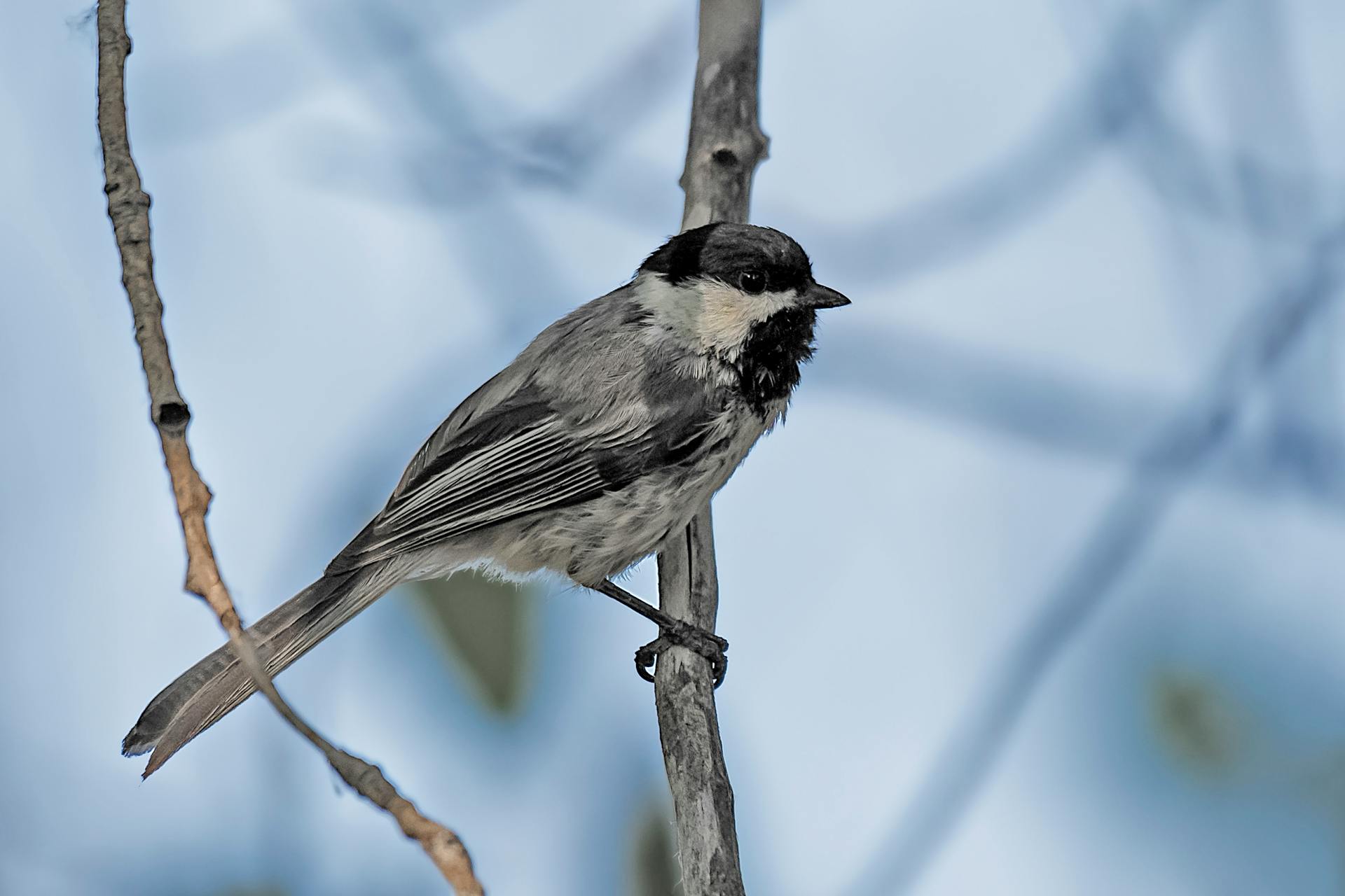 A black-capped chickadee, Poecile atricapillus, perched on a branch in Greenwood Village, CO.