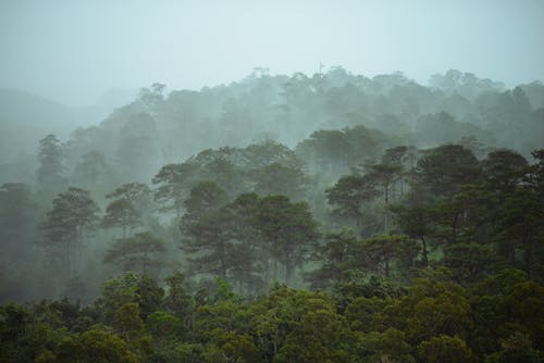 Foto profissional grátis de árvores, cenário, floresta