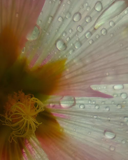 Foto d'estoc gratuïta de belleses, bonic, campanes de flors