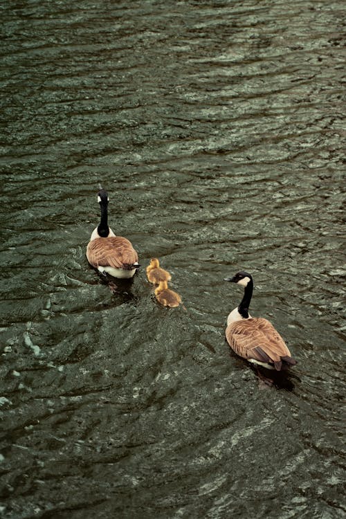 Ducks and Ducklings