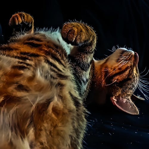 Foto d'estoc gratuïta de afecte, bigotis, fons de pantalla de gat