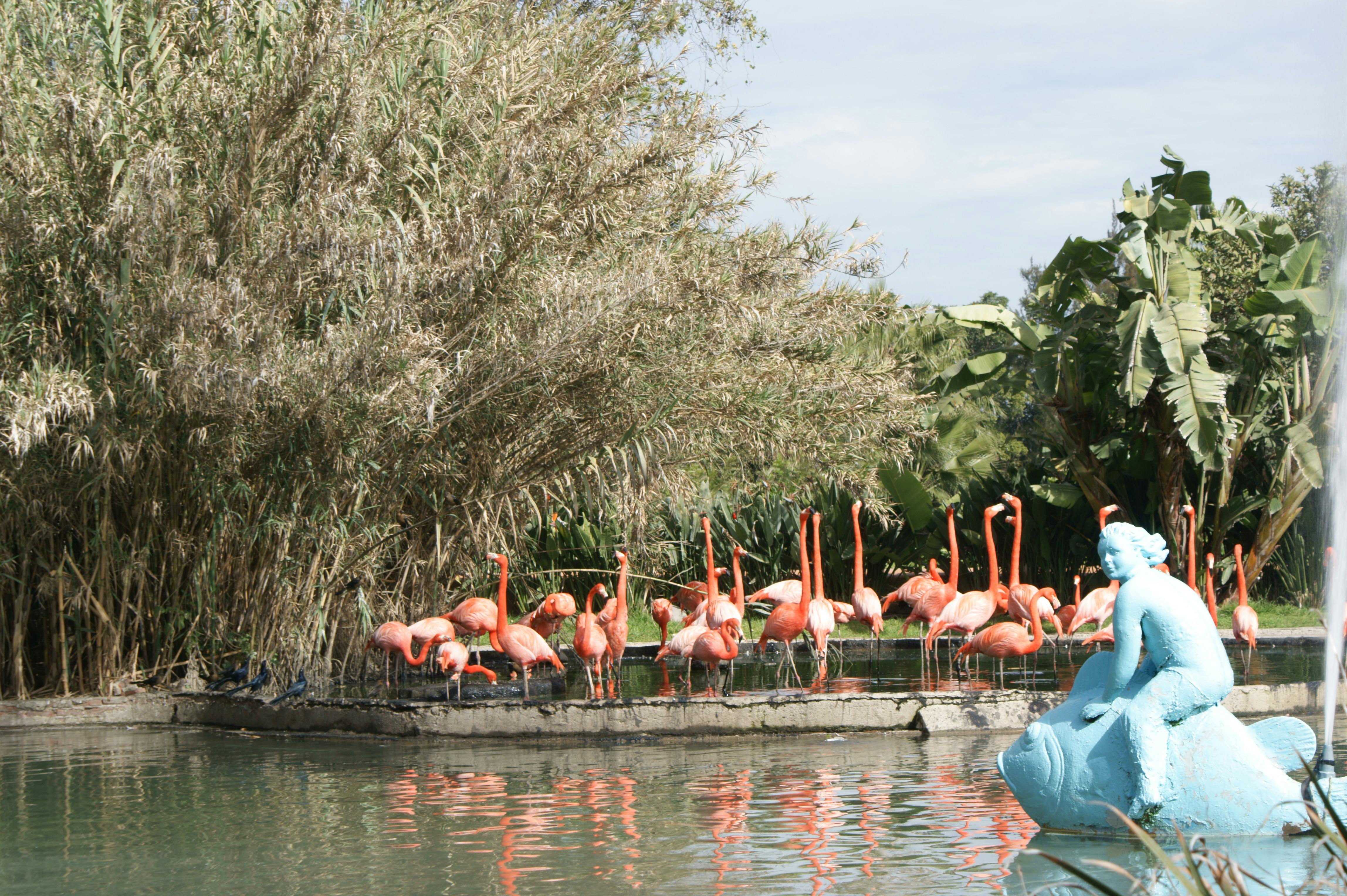 Foto Stok Gratis Tentang Air Mancur Flamingo Kebun Binatang