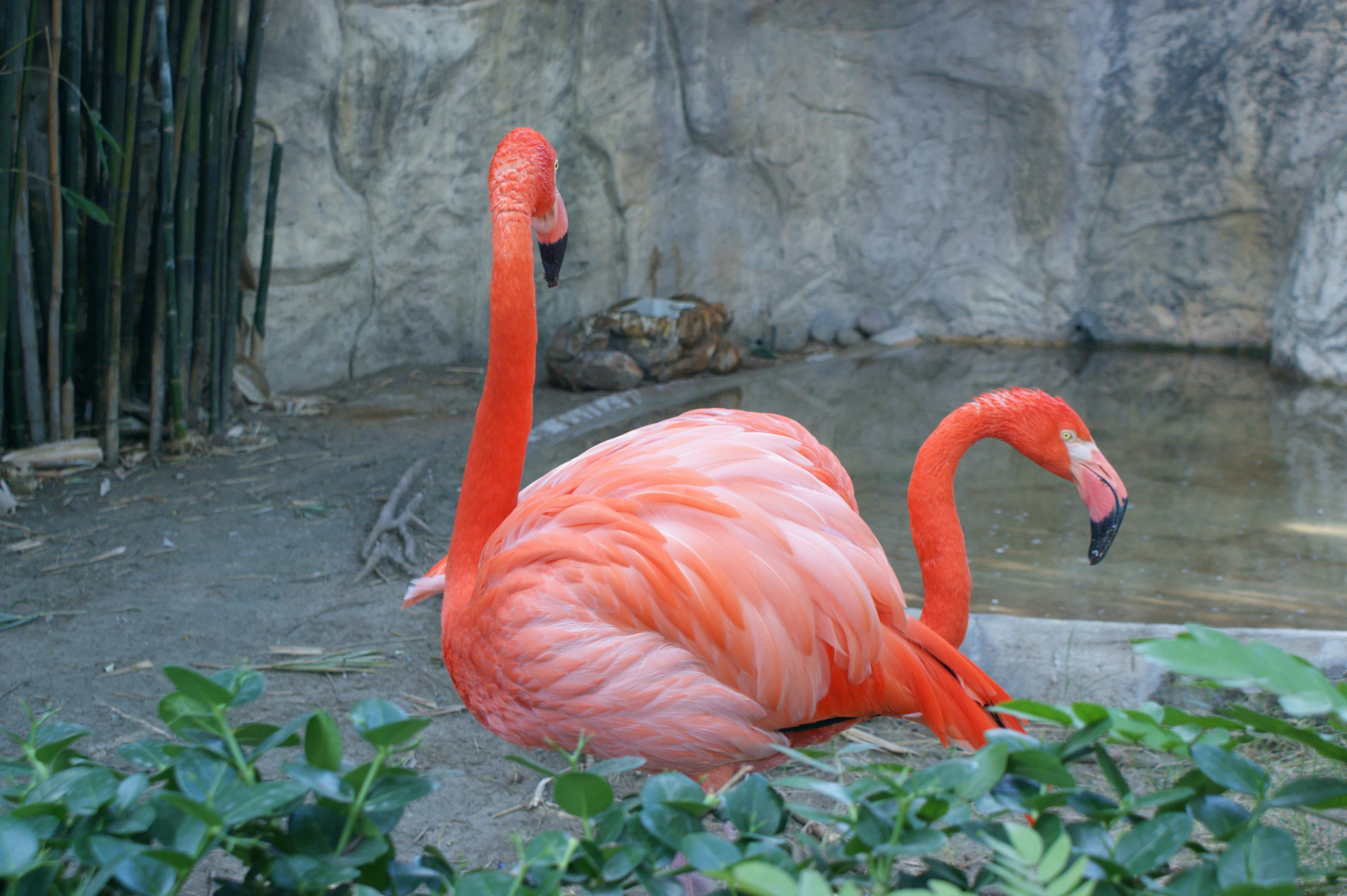 Foto Stok Gratis Tentang Burung Burung Flamingo Kebun Binatang