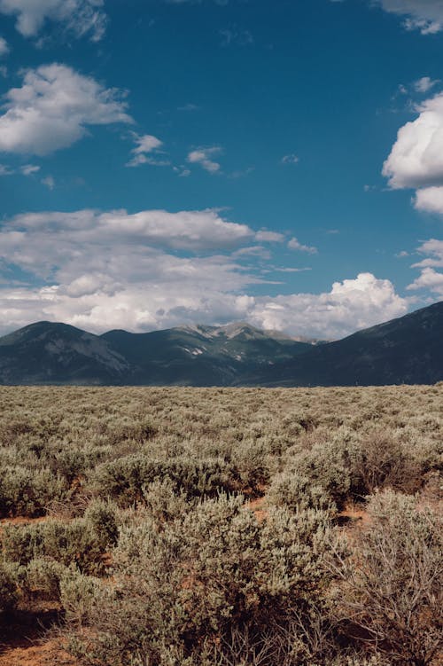 Grassland and Mountains behind