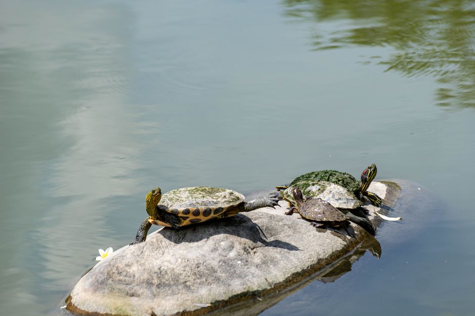 Resident Sea Turtle Talk 2 Group of turtles basking on rocks by the water on a sunny day, showcasing natural wildlife. | BocaVibe