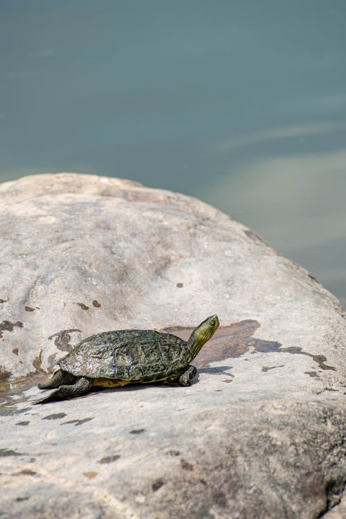 Close-up of a Turtle on a Rock 