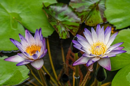 Free Stunning close-up of purple and white water lilies surrounded by lush green leaves, showcasing natural beauty. Stock Photo
