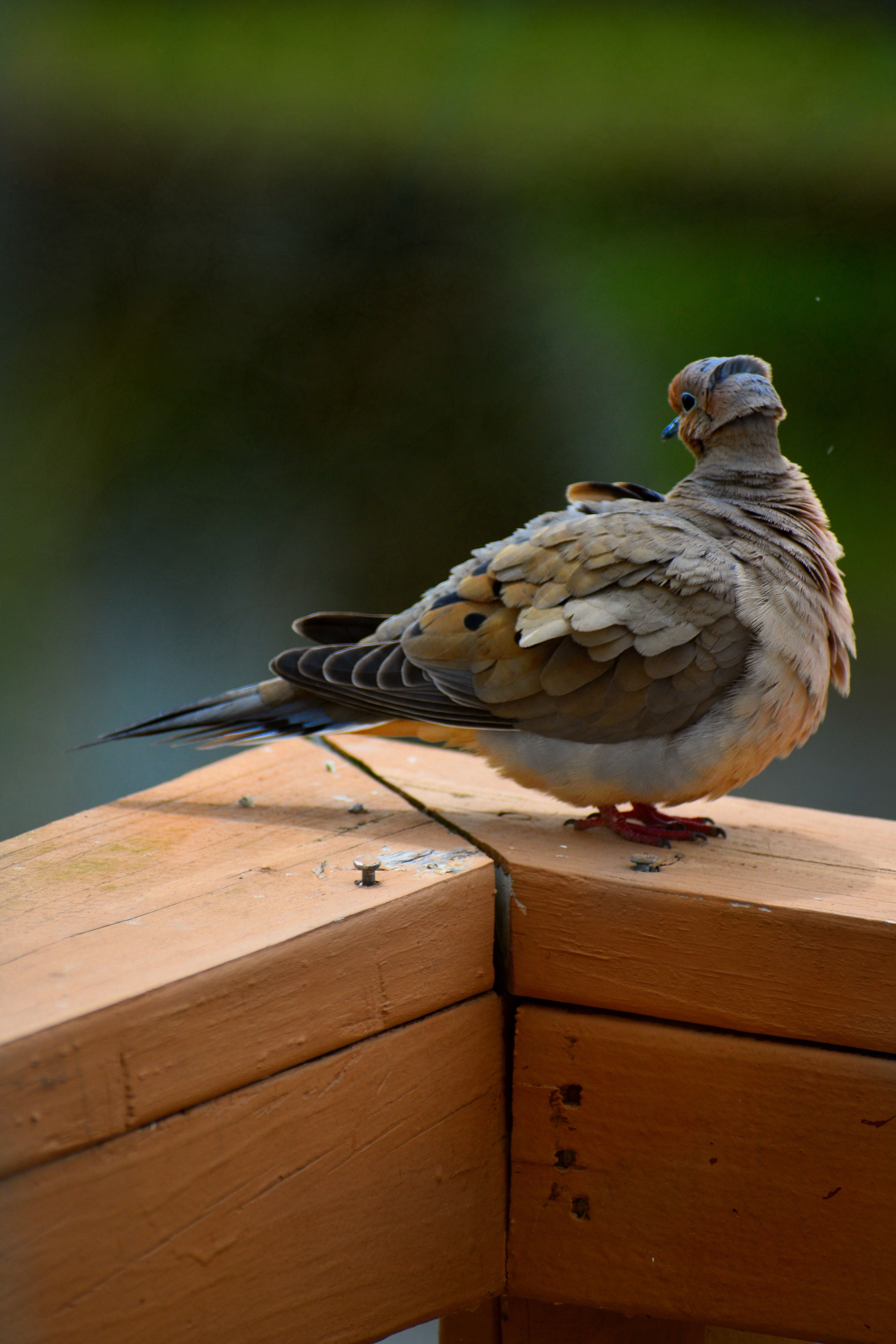 Mourning dove perched on a wooden fence, displaying soft plumage.