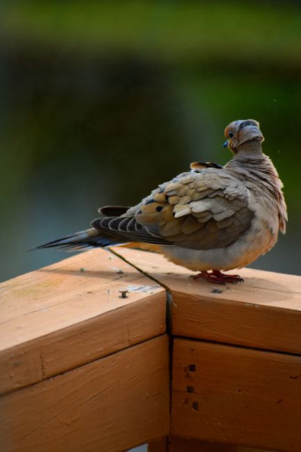 Mourning dove perched on a wooden fence, displaying soft plumage.