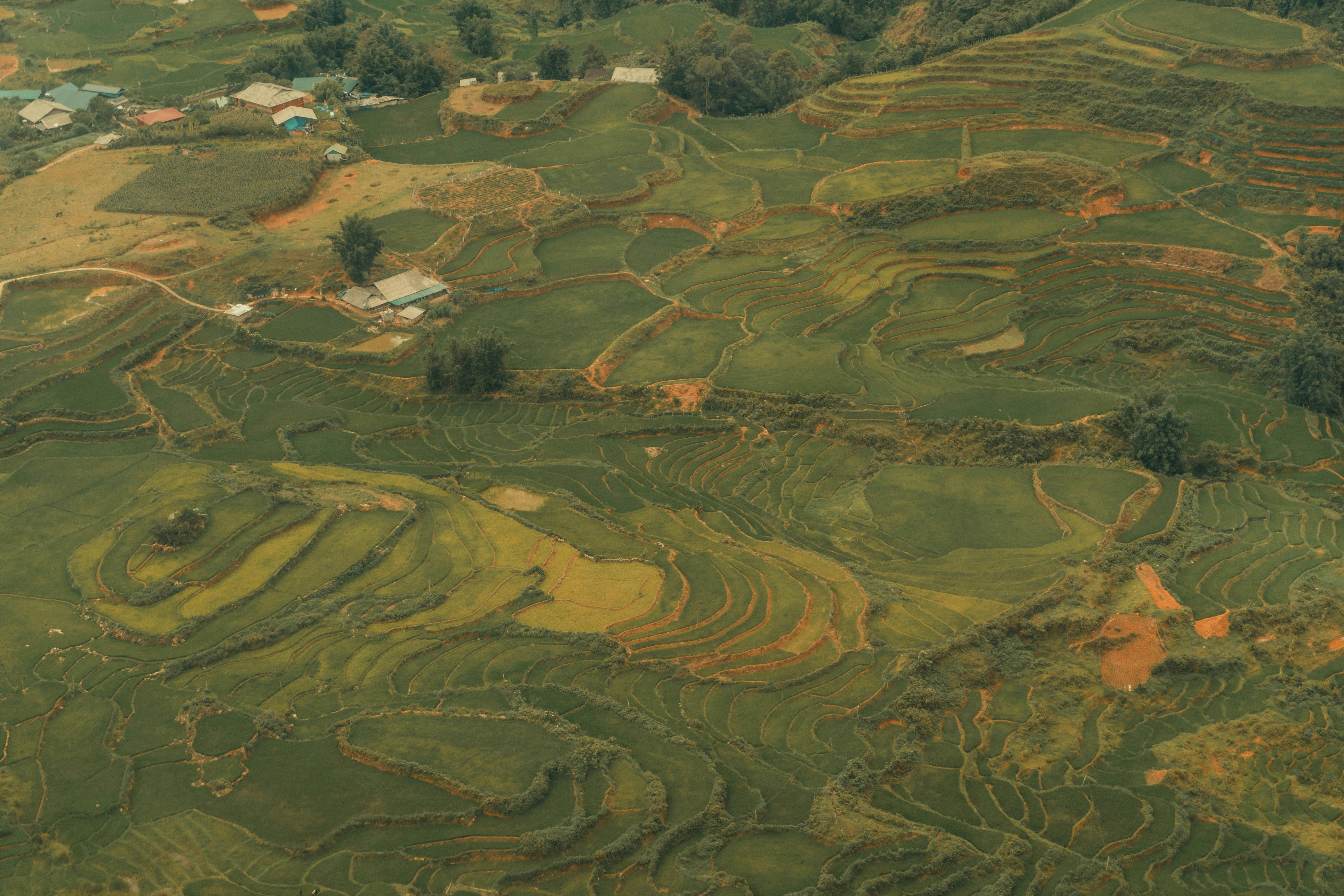 Amazing lush rice fields in tropical countryside · Free Stock Photo