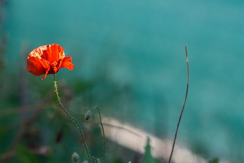 Foto profissional grátis de flor, papoula