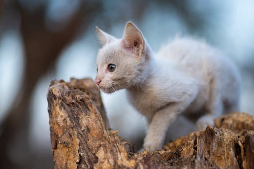 Close-up of a White Kitten 