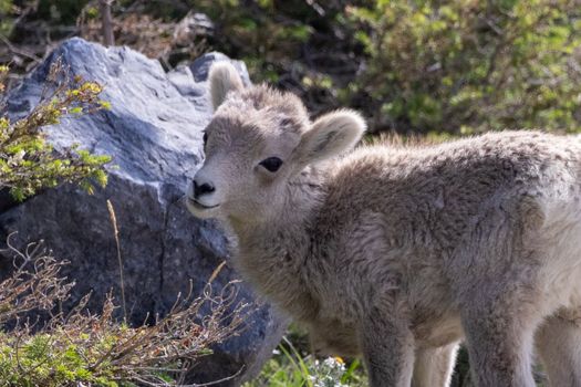 A cute baby bighorn sheep posing in Jasper, capturing the essence of wildlife in Canadian Rockies.